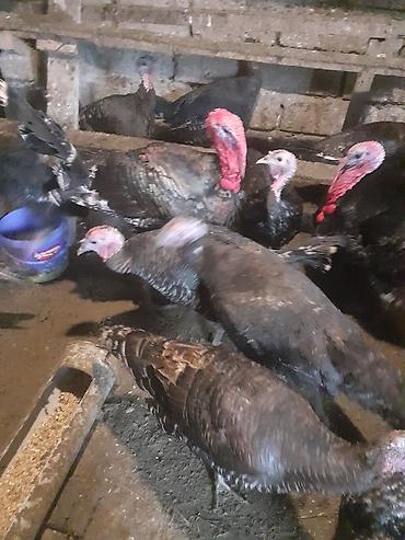 Amerika Bronzo.Təmiz qan .Super ətlik və damazlıq cinsdir.Mayalı və - şəkil 2