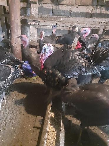 Amerika Bronzo.Təmiz qan .Super ətlik və damazlıq cinsdir.Mayalı və - şəkil 3