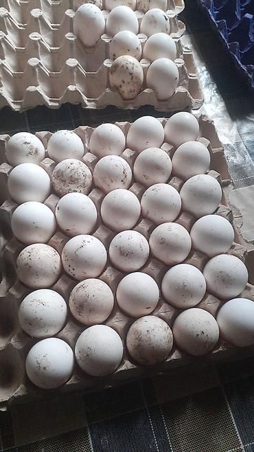 Amerika Bronzo.Təmiz qan .Super ətlik və damazlıq cinsdir.Mayalı və - şəkil 4