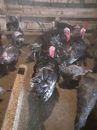 Amerika Bronzo.Təmiz qan .Super ətlik və damazlıq cinsdir.Mayalı və - şəkil 5