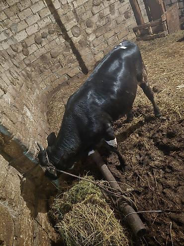 Qara-alaca erkək mal-qara (buğa/buzaq) - Rəng: parlaq qara, alında ağ - şəkil 4