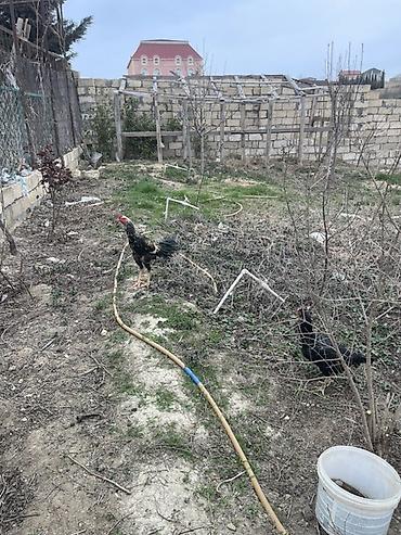 Xoruz, Brazil, il: 1 - şəkil 3