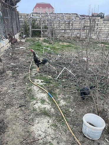 Xoruz, Brazil, il: 1 - şəkil 4