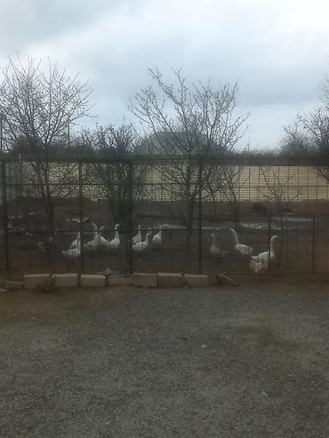 13 dene qaz 25m - şəkil 2