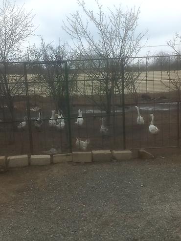 13 dene qaz 25m - şəkil 3