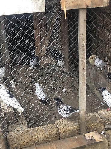 Tergizme quslar satilir bir qusxana azn 35 dene qusdu - şəkil 2