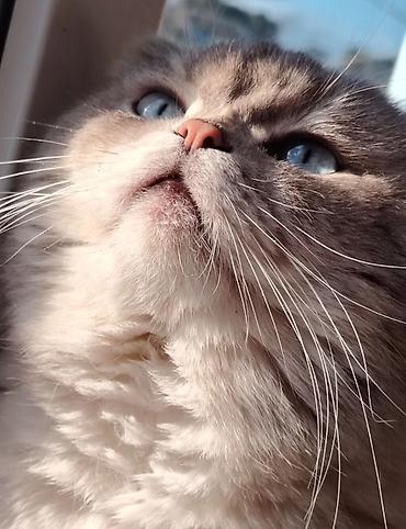 Şotland yastı qulaq, Erkək, Cütləşmə üçün, Ödənişli çatdırılma - şəkil 2