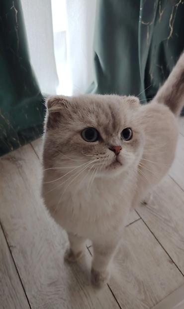 Şotland yastı qulaq, Erkək, Cütləşmə üçün, Ödənişli çatdırılma - şəkil 3