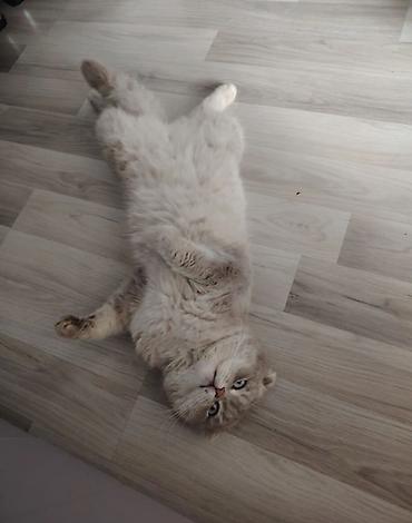 Şotland yastı qulaq, Erkək, Cütləşmə üçün, Ödənişli çatdırılma - şəkil 5