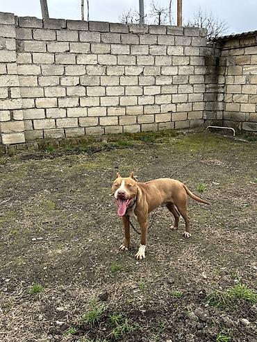 Pitbul, 1 il, Erkek - şəkil 3