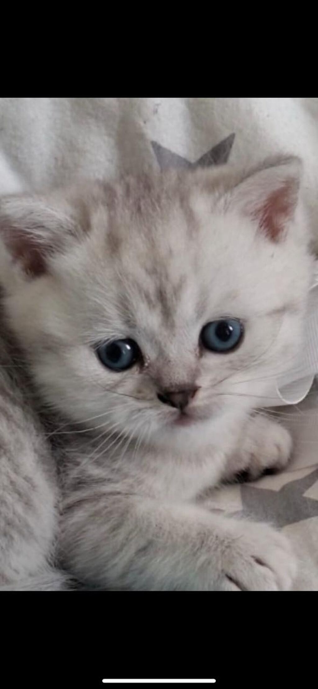 Şinşilla, Erkək, Dişi, Yaxşı əllərə, Ünvandan götürmə, Ödənişli çatdırılma