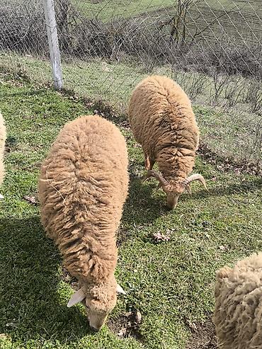 Qurbanlıq heyvan.8 aylıqdı.ayrı ayrılıqda diri çəkiləri 50 kilodu.2 - şəkil 2