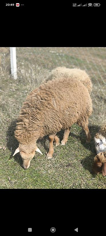 Qurbanlıq heyvan.8 aylıqdı.ayrı ayrılıqda diri çəkiləri 50 kilodu.2 - şəkil 3