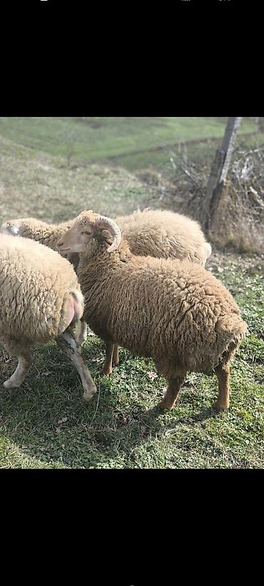 Qurbanlıq heyvan.8 aylıqdı.ayrı ayrılıqda diri çəkiləri 50 kilodu.2 - şəkil 4