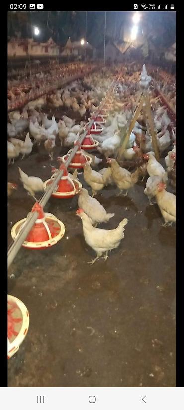 Toyuq, Liqorin, Yumurtalıq, Ünvandan götürmə - şəkil 5