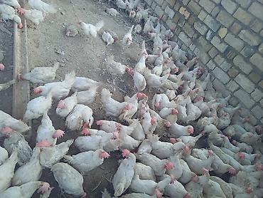 Toyuq, Liqorin, Yumurtalıq, Ünvandan götürmə - şəkil 4