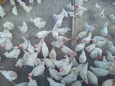 Toyuq, Liqorin, Yumurtalıq, Ünvandan götürmə - şəkil 3