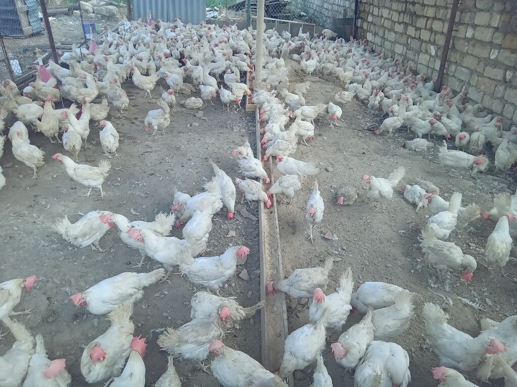 Toyuq, Liqorin, Yumurtalıq, Ünvandan götürmə