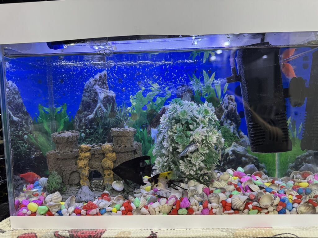 10 l Akvaryum dəsti balıglarla bırge satılır - Şüşə akvaryum, üstü