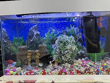 10 l Akvaryum dəsti balıglarla bırge satılır - Şüşə akvaryum, üstü - şəkil 2