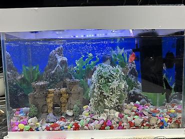 10 l Akvaryum dəsti balıglarla bırge satılır - Şüşə akvaryum, üstü - şəkil 3