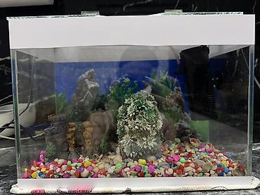 10 l Akvaryum dəsti balıglarla bırge satılır - Şüşə akvaryum, üstü - şəkil 4