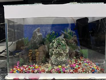 10 l Akvaryum dəsti balıglarla bırge satılır - Şüşə akvaryum, üstü - şəkil 5