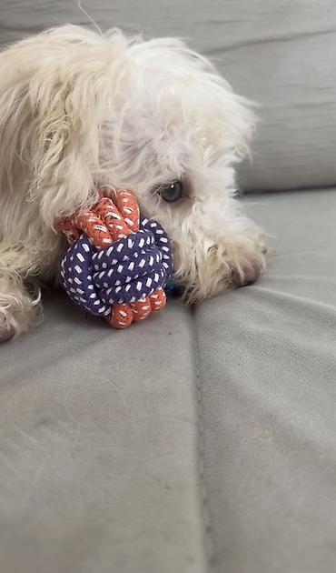 Pudel, 4 ay - şəkil 4