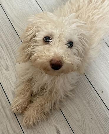 Pudel, 4 ay - şəkil 2