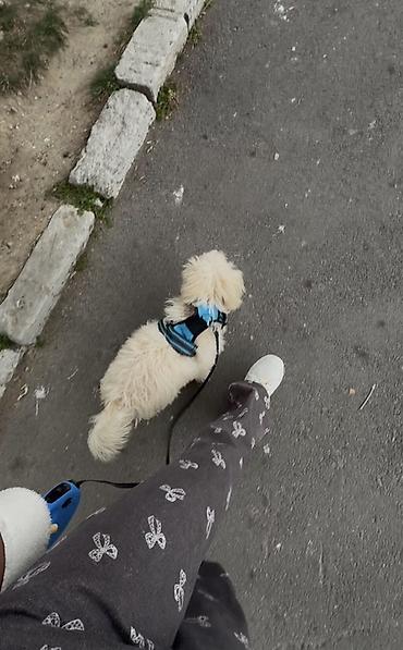 Pudel, 4 ay - şəkil 5