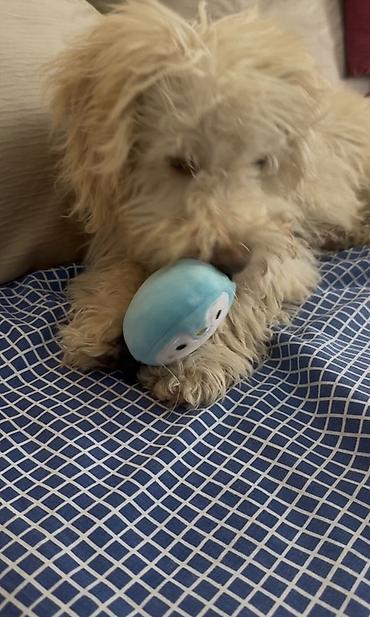 Pudel, 4 ay - şəkil 3