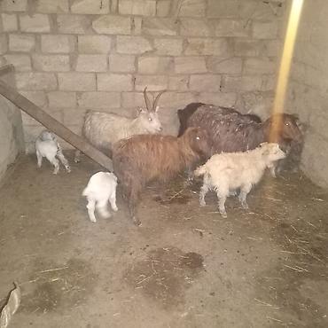 Dişi, il: 2, 30 kq, Damazlıq, Südlük, Ödənişli çatdırılma - şəkil 2