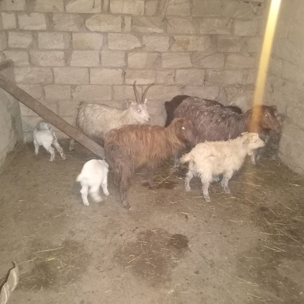 Dişi, il: 2, 30 kq, Damazlıq, Südlük, Ödənişli çatdırılma