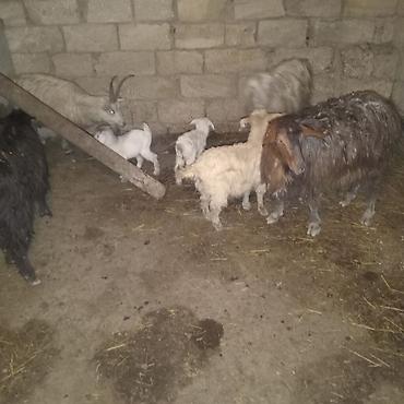 Dişi, il: 2, 30 kq, Damazlıq, Südlük, Ödənişli çatdırılma - şəkil 3