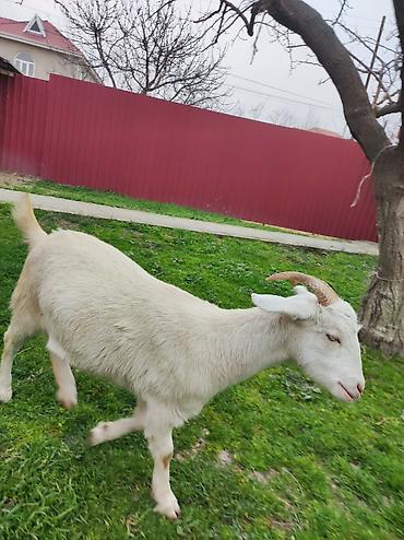 10 aylıq dişi Saneen, etliy ve ya damazlıqa yararlıdı, alverçi - şəkil 2