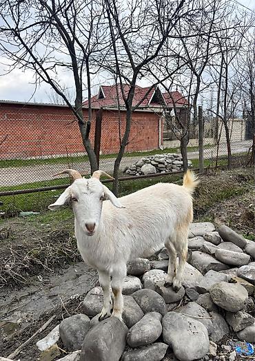 10 aylıq dişi Saneen, etliy ve ya damazlıqa yararlıdı, alverçi - şəkil 3