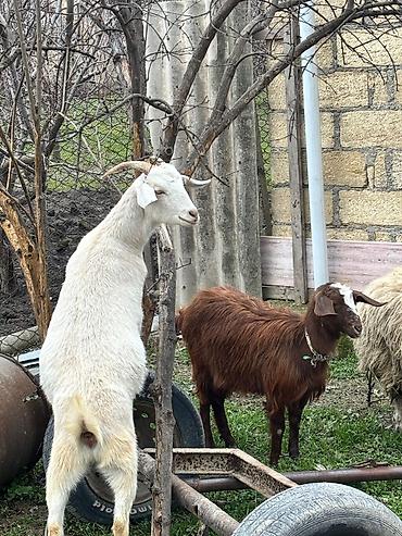 10 aylıq dişi Saneen, etliy ve ya damazlıqa yararlıdı, alverçi - şəkil 5