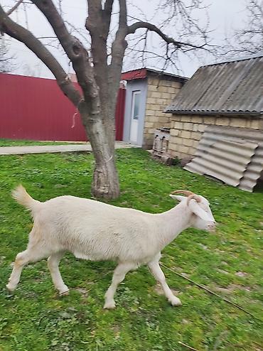 10 aylıq dişi Saneen, etliy ve ya damazlıqa yararlıdı, alverçi - şəkil 4