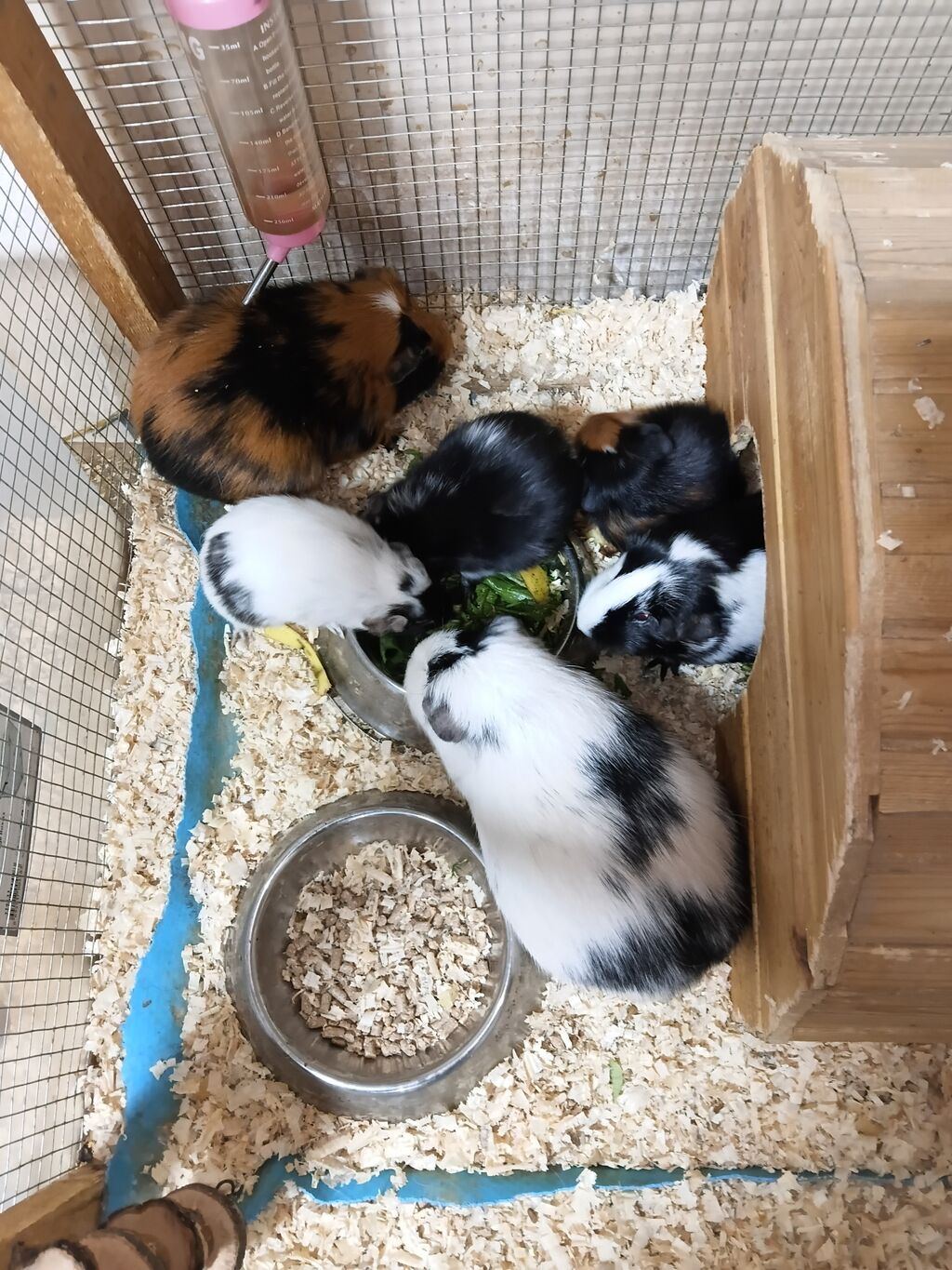 ] 🐹 Ən sakit və ən sübür Ginepiqlər artıq hazırdır! [  ] Evdə səs-küy