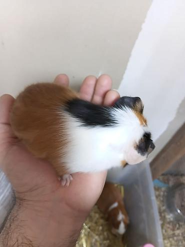 ] 🐹 Ən sakit və ən sübür Ginepiqlər artıq hazırdır! [  ] Evdə səs-küy - şəkil 3