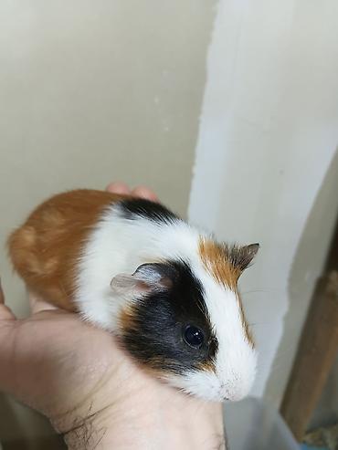 ] 🐹 Ən sakit və ən sübür Ginepiqlər artıq hazırdır! [  ] Evdə səs-küy - şəkil 4