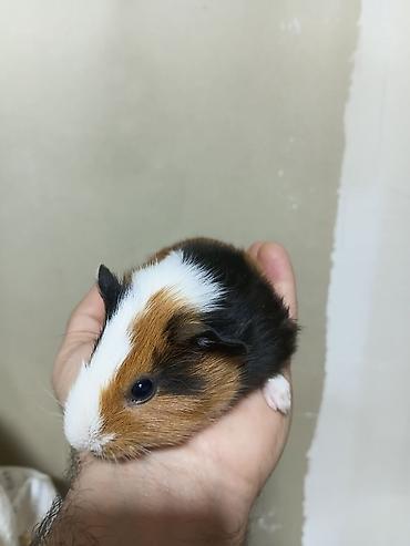 ] 🐹 Ən sakit və ən sübür Ginepiqlər artıq hazırdır! [  ] Evdə səs-küy - şəkil 5