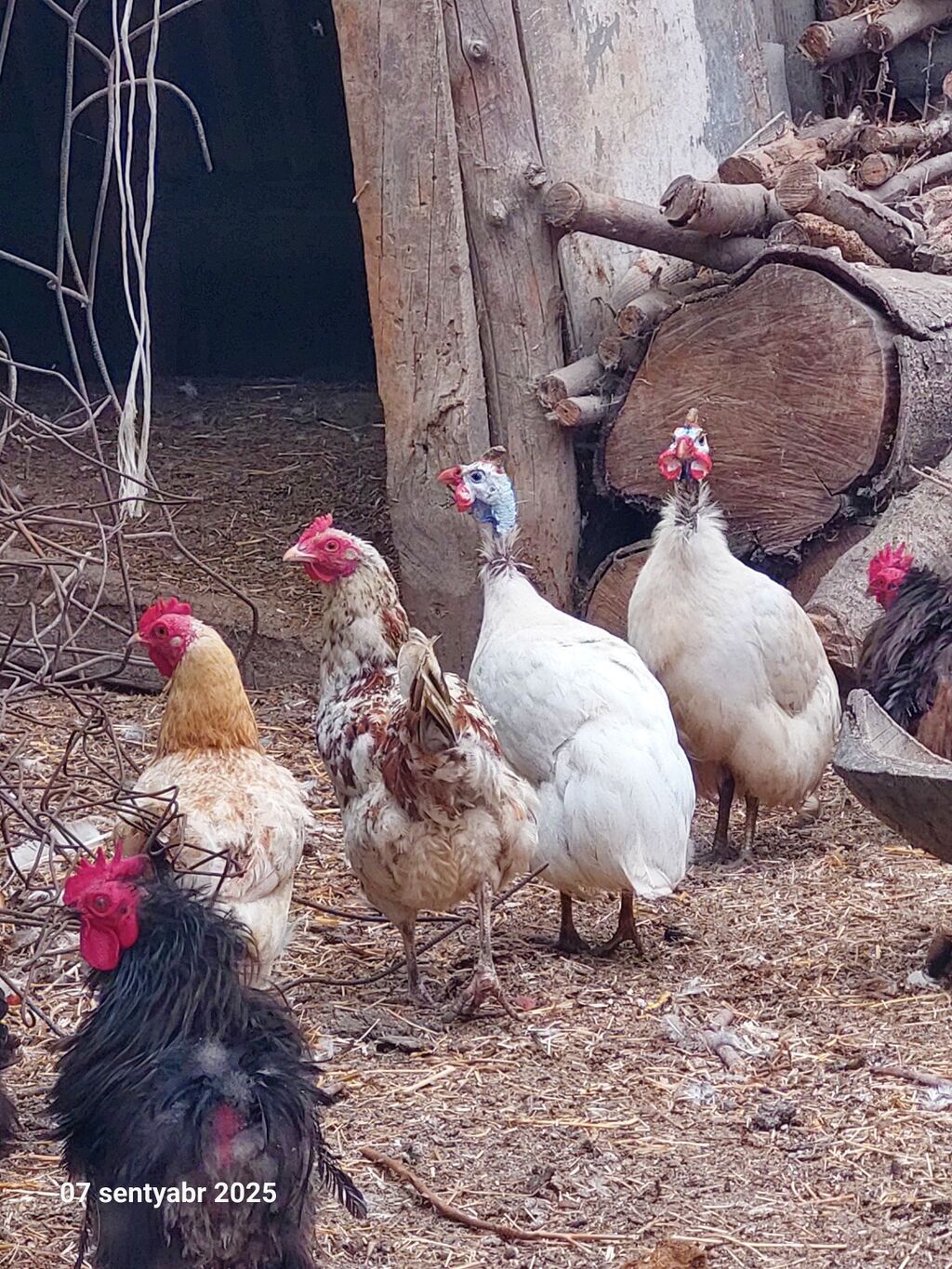 Məhsul: Qviniya quşları (hind toyuğu deyil), müxtəlif rənglərdə sürü