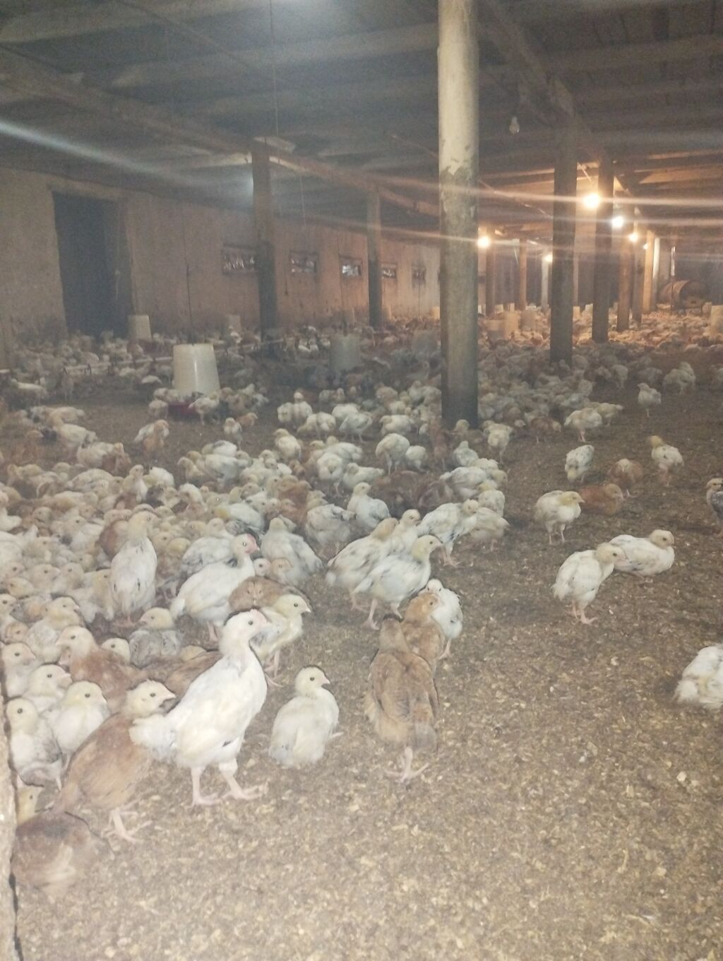 Toyuq cücələri, Ətlik