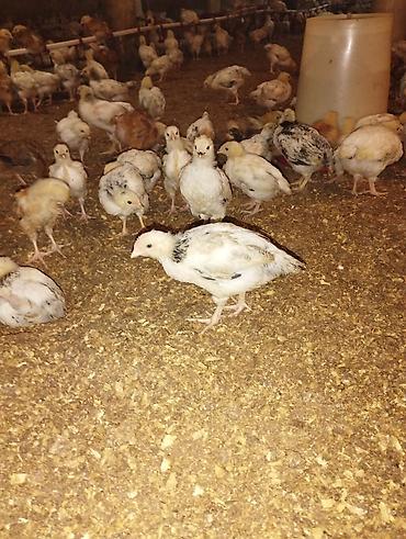 Toyuq cücələri, Ətlik - şəkil 3