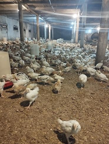 Toyuq cücələri, Ətlik - şəkil 4