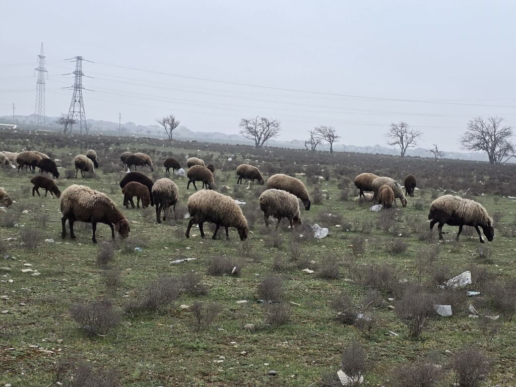 Allah haminin malina bereket versin. xeyrin versin. Ünvan ZABRAT 1