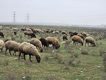 Allah haminin malina bereket versin. xeyrin versin. Ünvan ZABRAT 1 - şəkil 2