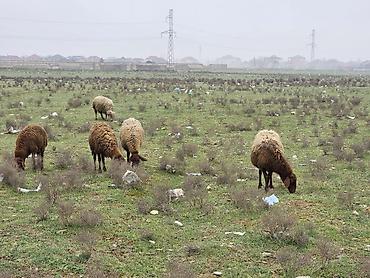 Allah haminin malina bereket versin. xeyrin versin. Ünvan ZABRAT 1 - şəkil 3
