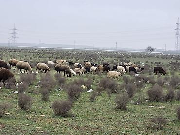 Allah haminin malina bereket versin. xeyrin versin. Ünvan ZABRAT 1 - şəkil 4